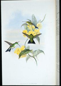 Weißkehl-Smaragd (Thaumatias Leucogaster) von John (after) Gould