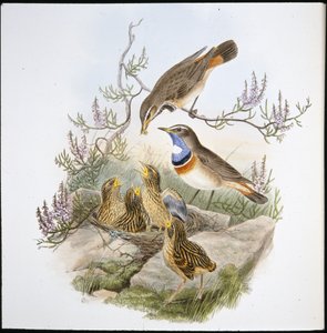 Weißkehl-Blaukehlchen (Cyanecula Leucocyana) von John (after) Gould