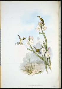 Yarrells Schlägerschwanz (Calothorax Yarrelli) von John (after) Gould