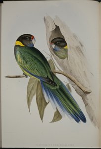 Gelbkragen-Sittich (Platycercus Semitorquatus) von John (after) Gould
