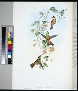 Yucatan-Amazilie (Amazilia yucatanensis)