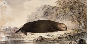 Seeotter, Gravur nach einer Zeichnung von John Webber, angefertigt während der dritten Reise von James Cook