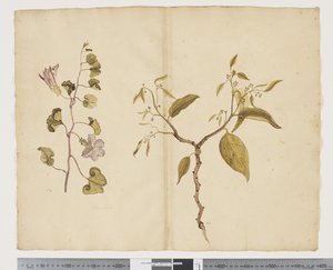Ipomea Pes; Celtis paniculata