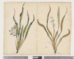 F.29 Dianella intermedia, ca. 1790-95 von John (attr. to) Doody