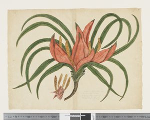 F.36 Freycinetia baueriana, ca. 1790-95