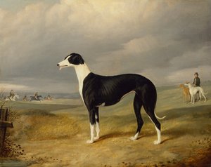 Ein schwarz-weißer Windhund in einer offenen Landschaft
