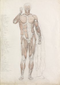Anatomische Studie: Menschliche Muskulatur in Kontrapost