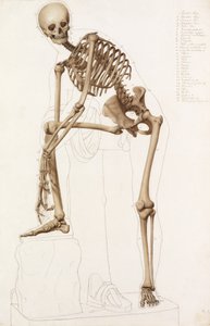 Anatomische Studie: das menschliche Skelett, in der Pose von Praxiteles