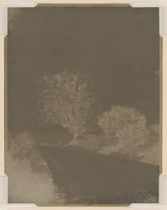 Baum am Straßenrand von John Beasley Greene