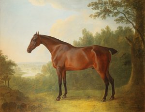 Marquis, ein brauner Jäger in einer Landschaft, 1811