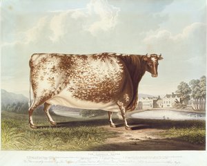 Die Airedale-Kuh, graviert von R. Reeve, 1820 (Farbstich) von John Bradley
