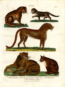 Wildkatzen der Gattung Felis (Tafel IV)
