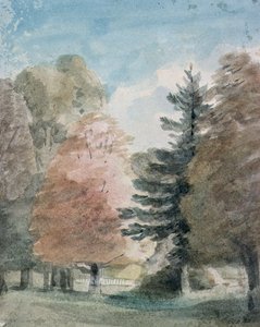 Studie von Bäumen in einem Park