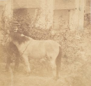 [Mann und Pferd, Regierungshaus, Allahabad]