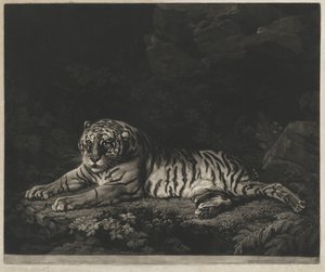Eine Tigerin von John Dixon after George Stubbs