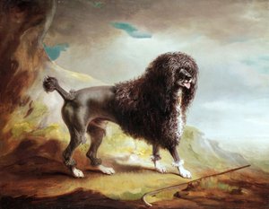 Ein geschorener Wasserspaniel von John E. Ferneley