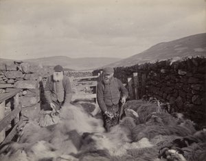 Schafe in Glen Prosen, 1897