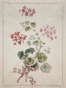 Eine Sammlung von Blumen aus der Natur gezeichnet: Nr. 6 - Scharlachrote und Bunte Geranie von John Edwards