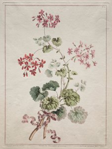 Eine Sammlung von Blumen aus der Natur gezeichnet: Nr. 6 - Scharlachrote und bunte Geranie, 1801 von John Edwards