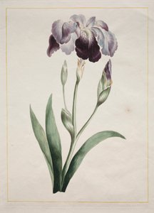 Japanische Iris Große Blaue Iris, 1801