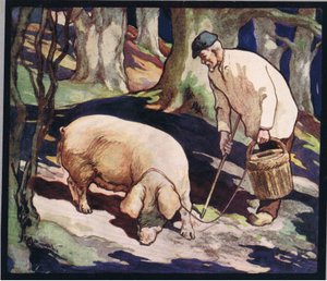 Ein Schwein sucht nach Trüffeln, Illustration aus 