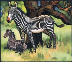 Zebras, Illustration aus 