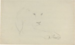 Löwe von John Flaxman