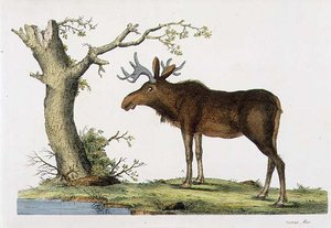 Cervus Alces (Elch)