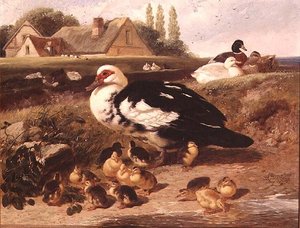 Enten und Entenküken