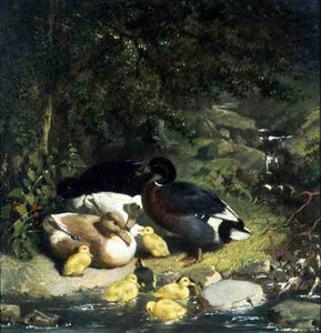 Enten und Entenküken