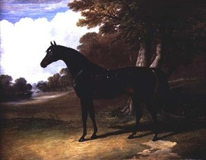 Gaucus, ein dunkelbraunes Pferd in einer Waldlandschaft