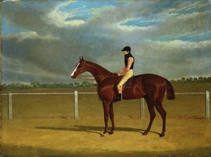 Das Rennpferd "The Colonel" mit William Scott Up von John Frederick Herring Senior