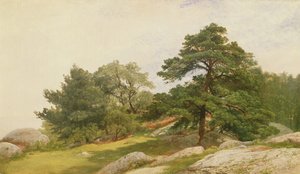 Studie für Bäume an der Beverly-Küste