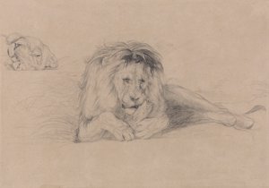 Studie eines Löwen und Studie eines Löwenkopfes von John Frederick Lewis