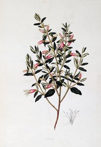 Correa Reflexa, Zeichnung von John Frederick Miller