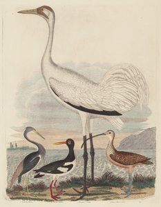 Louisiana-Reiher, Austernfischer, Kranich und Langschnabel-Brachvogel, veröffentlicht 1808-1814 von John G. Warnicke