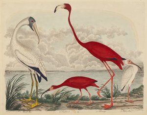 Holzibis, Scharlachibis, Flamingo und Weißer Ibis, veröffentlicht 1808-1814