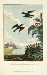 Kolibri mit seinem Nest