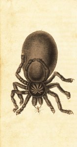 Rosa Zehenspinne, Avicularia avicularia von John Gabriel Stedman
