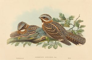 Caprimulgus Ruficollis von John Gould and Henry Constantine Richter John Gould and Henry Constantine Richter