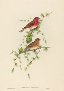 Carpodacus erythrinus Gemeiner Karmingimpel. Schöpfer: John Gould, Henry Constantine Richter von John Gould and Henry Constantine Richter John Gould and Henry Constantine Richter