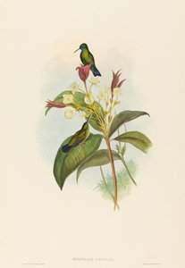 Eucephala caerulea Blaukehlsaphir. Schöpfer: John Gould, Henry Constantine Richter von John Gould and Henry Constantine Richter John Gould and Henry Constantine Richter