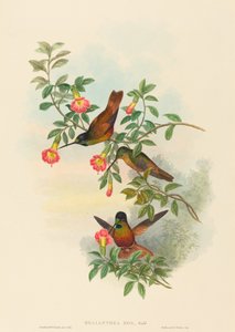 Helianthea eos Goldener Sternfrontlet. Schöpfer: John Gould, Henry Constantine Richter von John Gould and Henry Constantine Richter John Gould and Henry Constantine Richter
