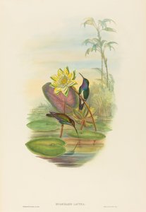 Hylocharis lactea Saphirbrust-Smaragd von John Gould and Henry Constantine Richter John Gould and Henry Constantine Richter