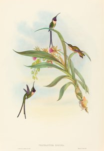 Tharmastura enicura Schlanker Scherenschwanz. Schöpfer: John Gould, Henry Constantine Richter