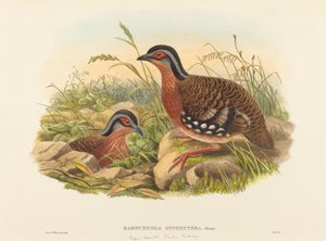 Rotschwanz-Bambushuhn (Bambusicola Hyperythra). Schöpfer: John Gould, William Matthew Hart