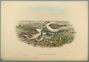 Seeregenpfeifer von John Gould