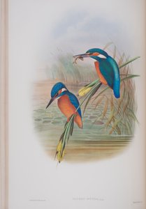 Alcedo Ispida, Tafel aus Die Vögel von Großbritannien von John Gould, veröffentlicht 1862-73 von John Gould