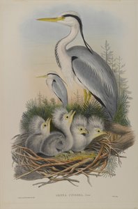 Ardea Cinerea - Reiher