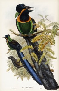 Arfak-Astrapia von John Gould